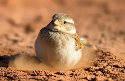 Illustration dusting - Image 1