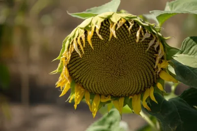 Illustration drooping - Image 1