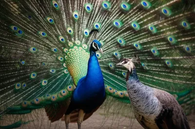 Illustration vibrating - Image 1