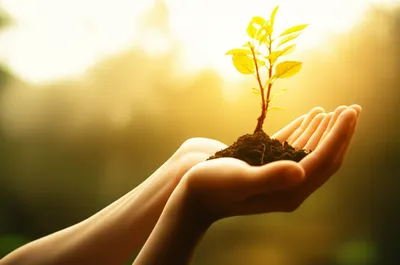 Illustration rears - Image 1