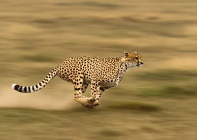 Illustration velocities - Image 1