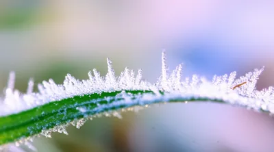 Illustration frost - Image 1