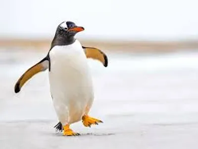 Illustration flop - Image 2