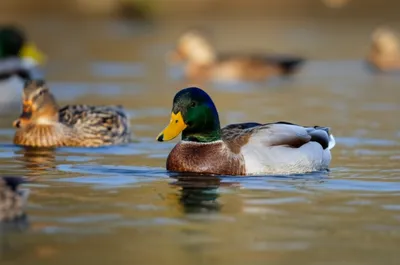 Illustration mallards