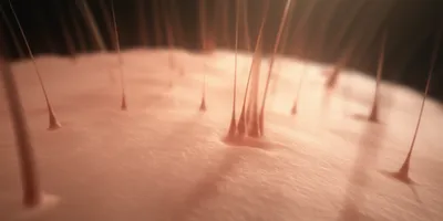 Illustration root - Image 1