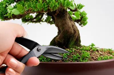 Illustration trimming