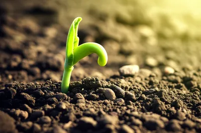 Illustration generating