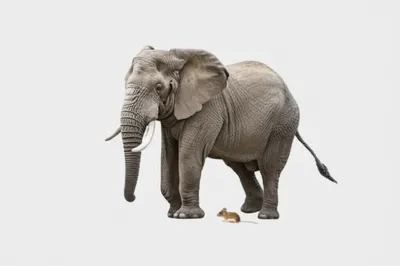 Illustration comparatively - Image 1