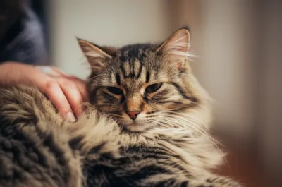 Illustration fuss - Image 1