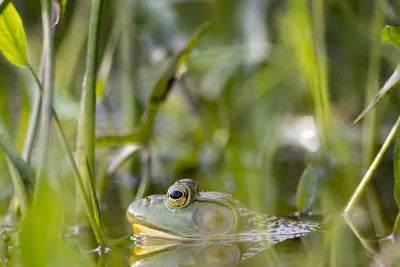 Illustration bullfrogs - Image 2