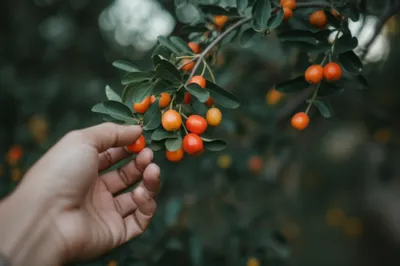 Illustration berry - Image 1