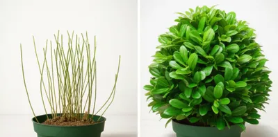 Illustration bushier - Image 1