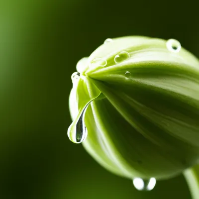 Illustration secreted - Image 1