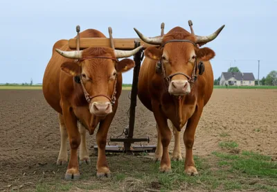 Illustration yokes - Image 1