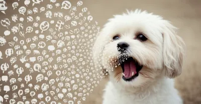 Illustration yapping - Image 1