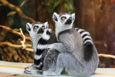 Illustration lemurs - Image 2