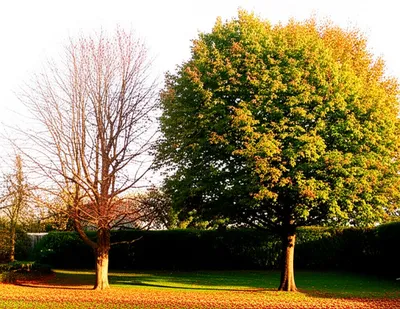 Illustration thinning - Image 1