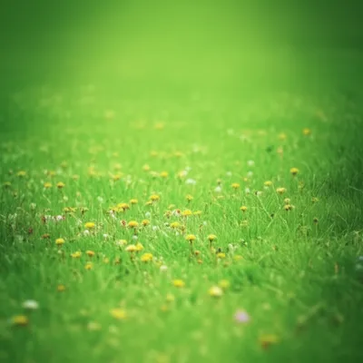 Illustration fringes - Image 1