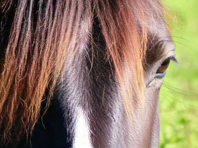 Illustration forelock - Image 1