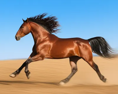 Illustration spanker - Image 1