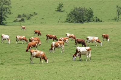 Illustration pasture - Image 1