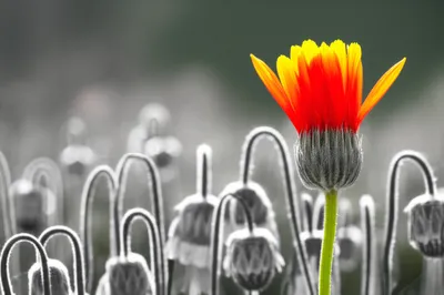 Illustration dominate - Image 1