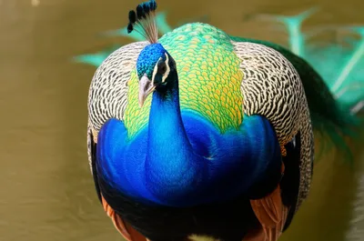 Illustration prink - Image 1