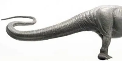 Illustration tail - Image 2