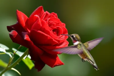 Illustration seduction - Image 1