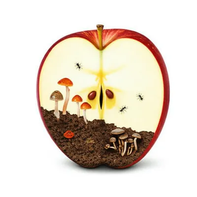 Illustration decompose