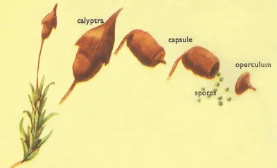 Illustration capsule - Image 2