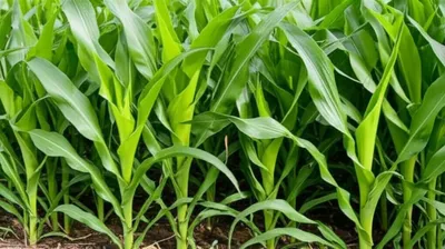 Illustration forking - Image 1