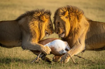 Illustration competes