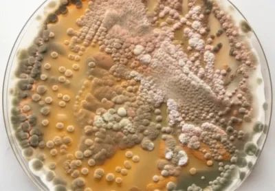 Illustration lawn - Image 1