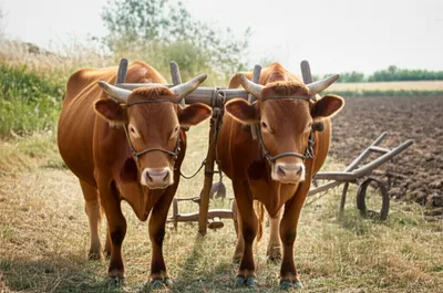 Illustration yokes - Image 1