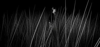 Illustration stalks - Image 1