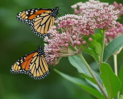 Illustration viceroy - Image 1