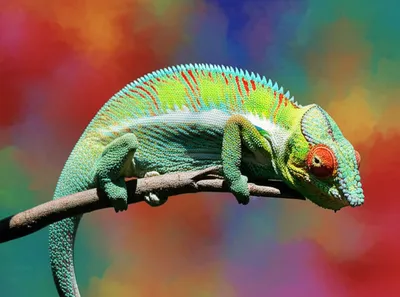 Illustration hued - Image 1