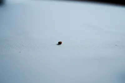 Illustration meal - Image 1