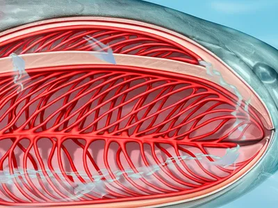 Illustration gill - Image 1