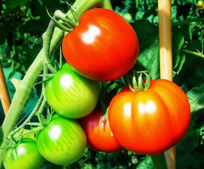 Illustration ripening - Image 1