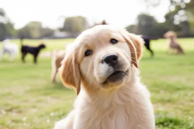 Illustration wuffs - Image 1