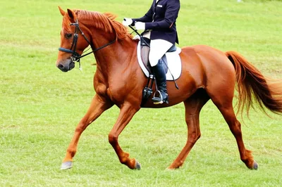 Illustration canter - Image 1