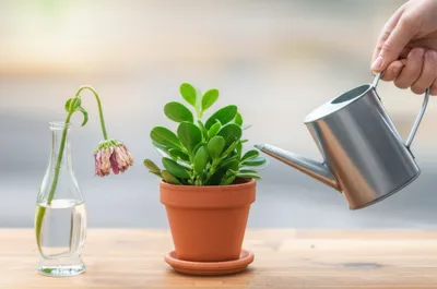 Illustration disfavor - Image 1