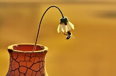 Illustration buggered - Image 1