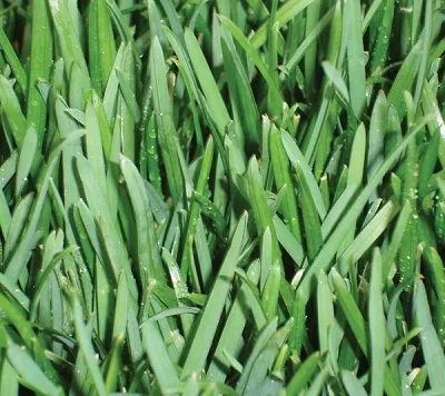 Illustration bluegrass - Image 2