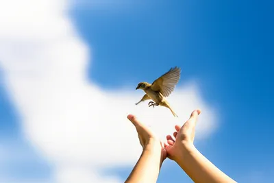 Illustration remitted - Image 1