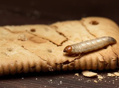 Illustration bargemen - Image 1