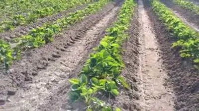 Illustration tame - Image 2