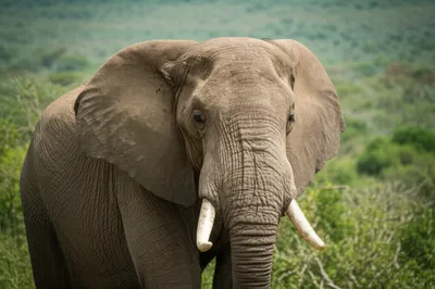 Illustration tusk - Image 1